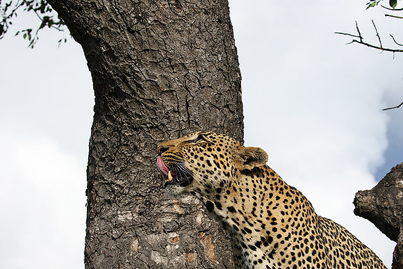 Leopard Thamba (male) at Sabi Sand