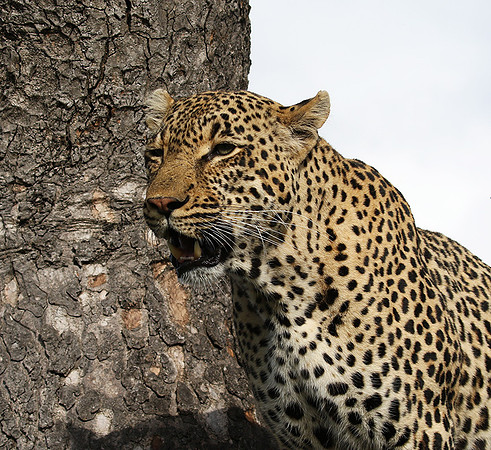 Leopard Thamba (male) at Sabi Sand