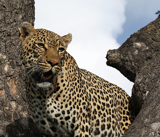 Leopard Thamba (male) at Sabi Sand