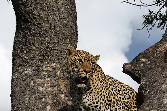 Leopard Thamba (male) at Sabi Sand