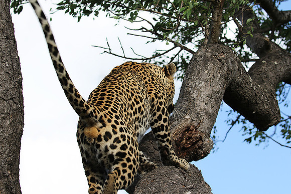 Leopard Thamba (male) at Sabi Sand