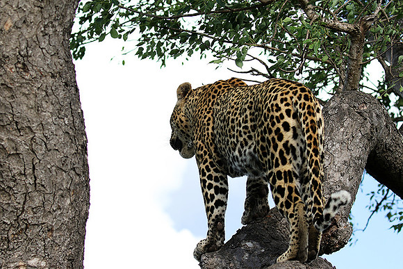 Leopard Thamba (male) at Sabi Sand
