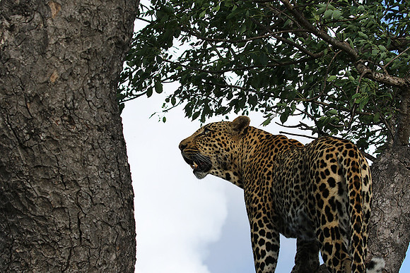 Leopard Thamba (male) at Sabi Sand