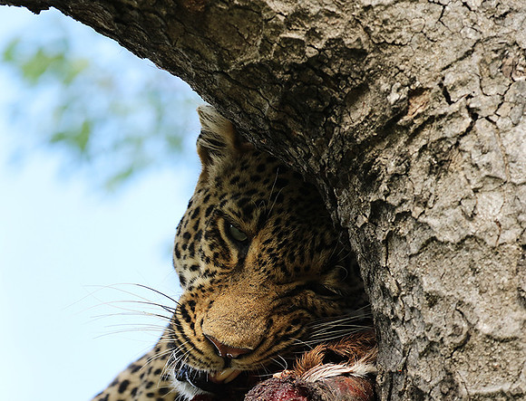 Leopard Thamba (male) at Sabi Sand