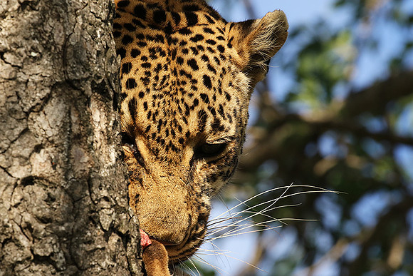Leopard Thamba (male) at Sabi Sand