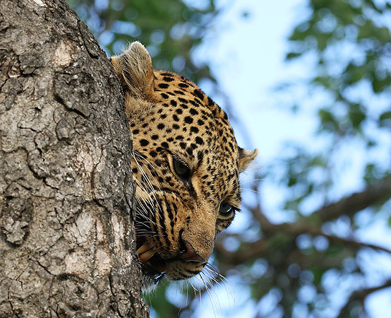 Leopard Thamba (male) at Sabi Sand