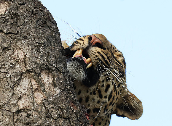 Leopard Thamba (male) at Sabi Sand
