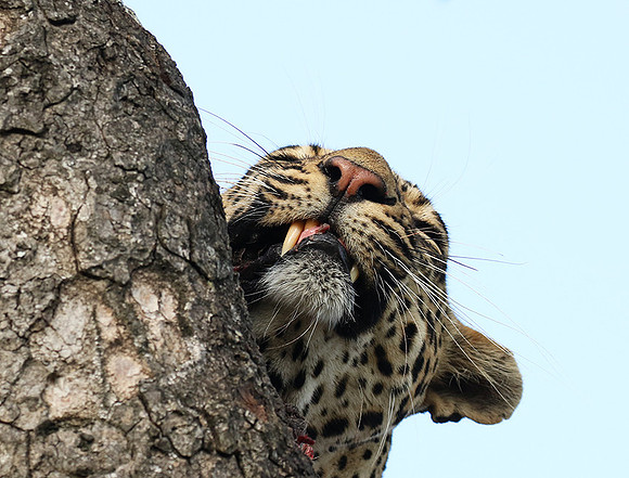 Leopard Thamba (male) at Sabi Sand