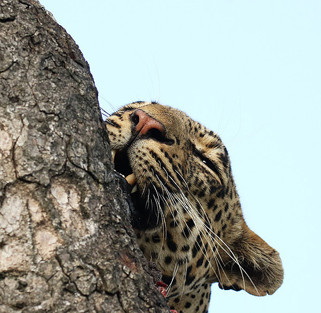 Leopard Thamba (male) at Sabi Sand