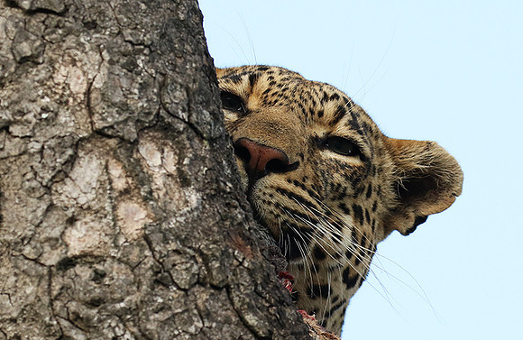 Leopard Thamba (male) at Sabi Sand