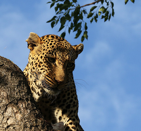 Leopard Thamba (male) at Sabi Sand