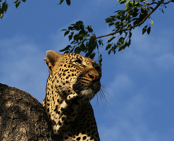 Leopard Thamba (male) at Sabi Sand