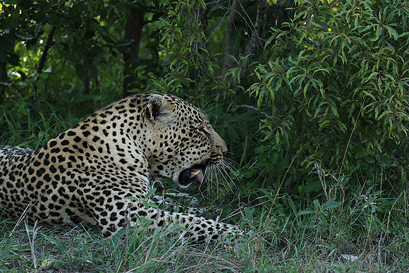 Leopard Thamba (male) at Sabi Sand