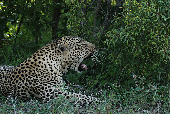 Leopard Thamba (male) at Sabi Sand