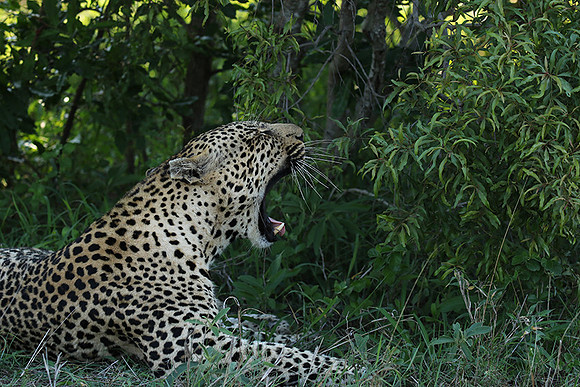 Leopard Thamba (male) at Sabi Sand