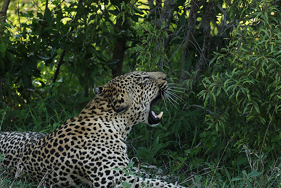Leopard Thamba (male) at Sabi Sand