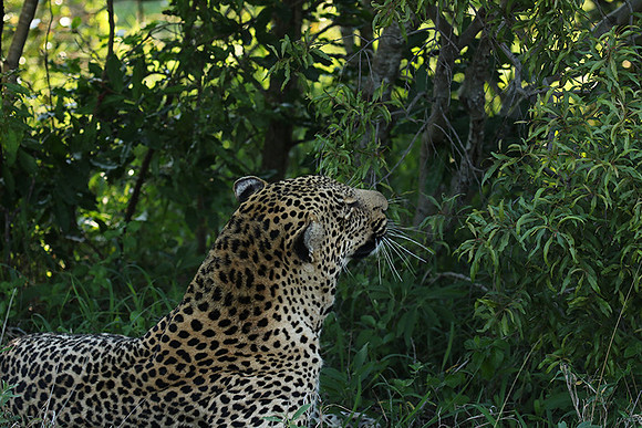 Leopard Thamba (male) at Sabi Sand