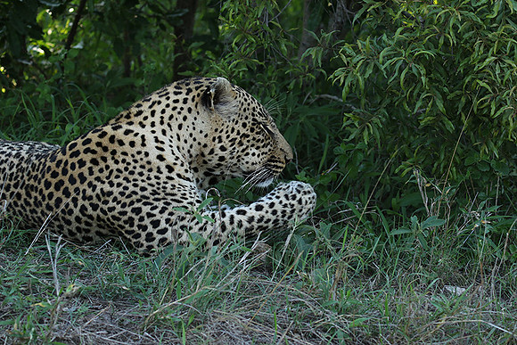 Leopard Thamba (male) at Sabi Sand