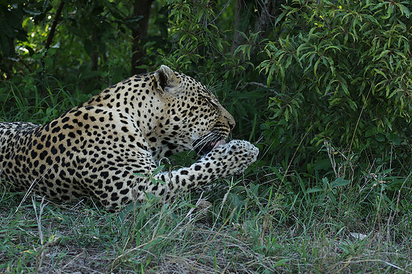 Leopard Thamba (male) at Sabi Sand