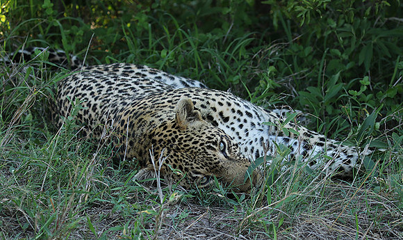Leopard Thamba (male) at Sabi Sand