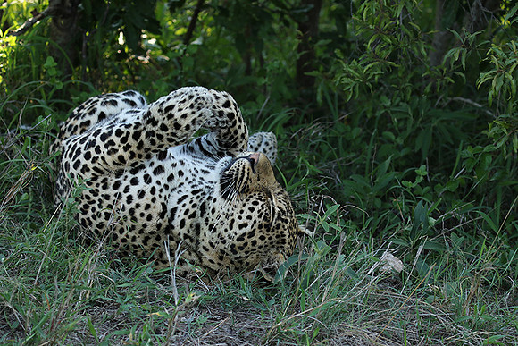 Leopard Thamba (male) at Sabi Sand