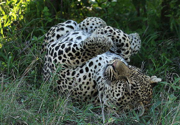 Leopard Thamba (male) at Sabi Sand