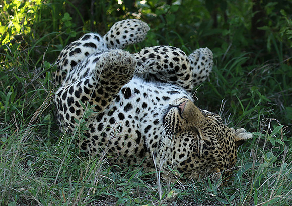 Leopard Thamba (male) at Sabi Sand