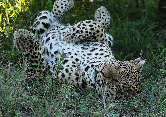 Leopard Thamba (male) at Sabi Sand