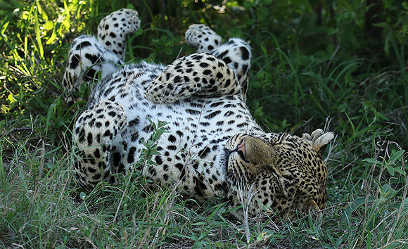 Leopard Thamba (male) at Sabi Sand