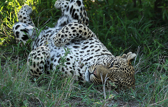 Leopard Thamba (male) at Sabi Sand