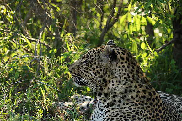 Leopard Thamba (male) at Sabi Sand