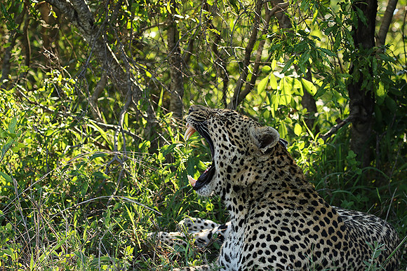 Leopard Thamba (male) at Sabi Sand