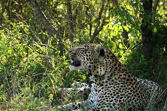 Leopard Thamba (male) at Sabi Sand