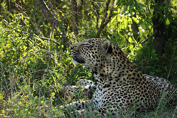 Leopard Thamba (male) at Sabi Sand