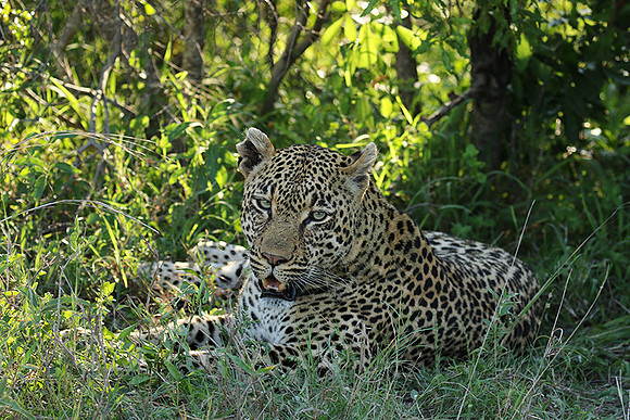 Leopard Thamba (male) at Sabi Sand