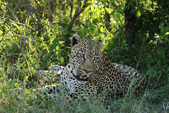 Leopard Thamba (male) at Sabi Sand