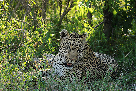 Leopard Thamba (male) at Sabi Sand