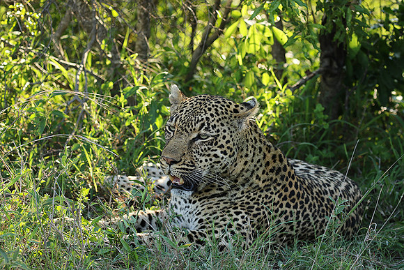 Leopard Thamba (male) at Sabi Sand