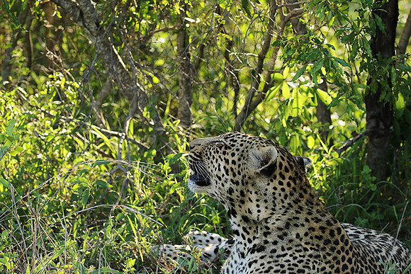 Leopard Thamba (male) at Sabi Sand