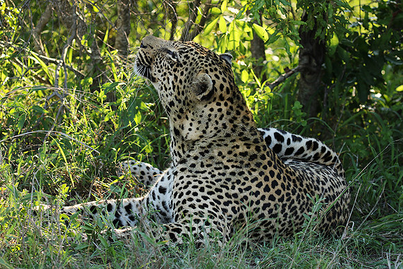 Leopard Thamba (male) at Sabi Sand