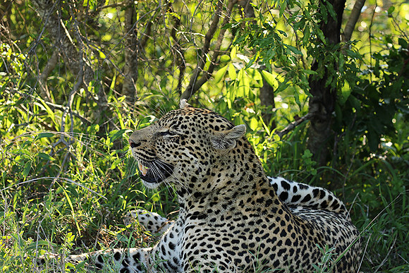 Leopard Thamba (male) at Sabi Sand