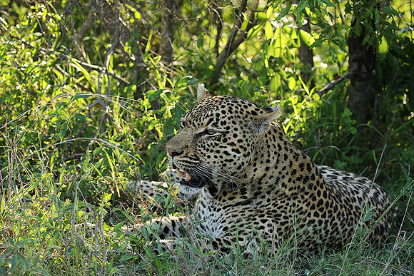 Leopard Thamba (male) at Sabi Sand