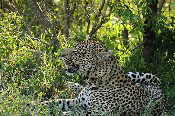 Leopard Thamba (male) at Sabi Sand