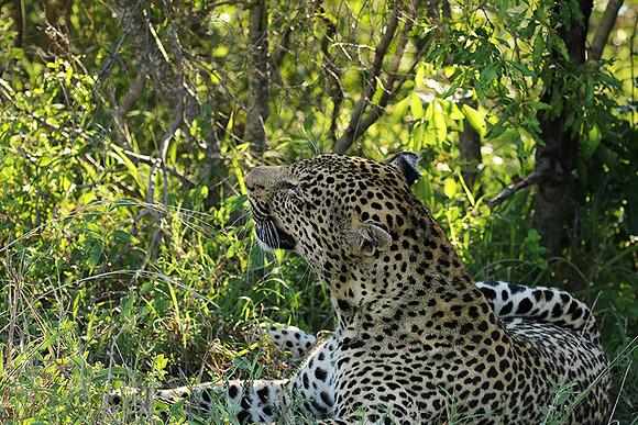 Leopard Thamba (male) at Sabi Sand
