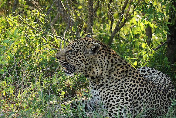 Leopard Thamba (male) at Sabi Sand