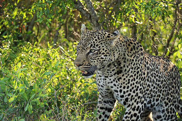 Leopard Thamba (male) at Sabi Sand