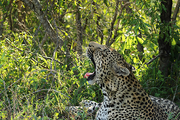 Leopard Thamba (male) at Sabi Sand