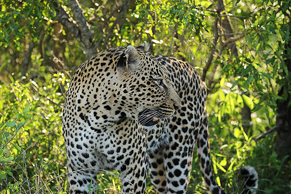 Leopard Thamba (male) at Sabi Sand