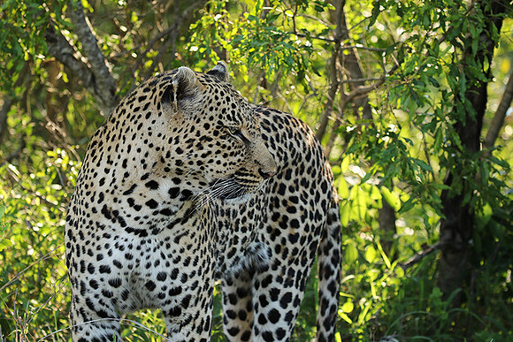 Leopard Thamba (male) at Sabi Sand