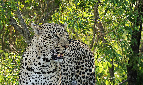 Leopard Thamba (male) at Sabi Sand